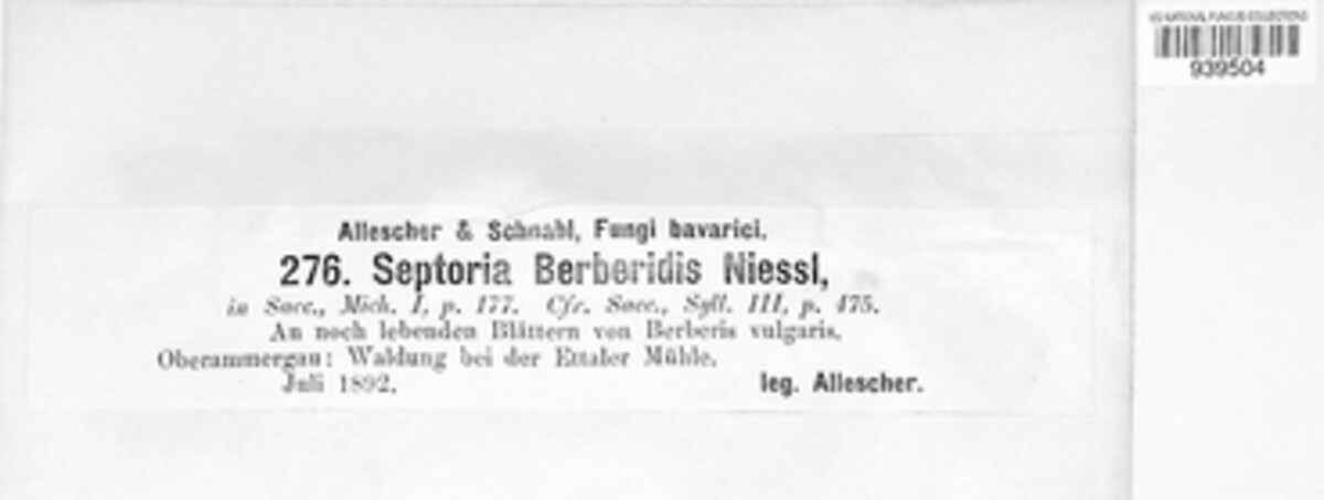 Sphaerulina berberidis image